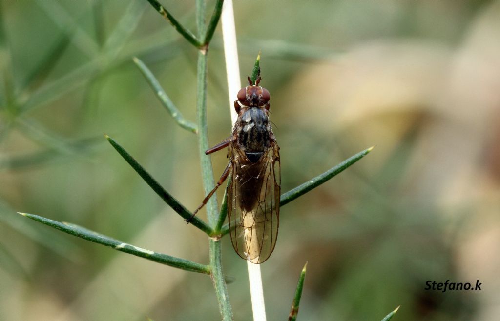 Maschio di Dryomyza flaveola (Dryomyzidae)